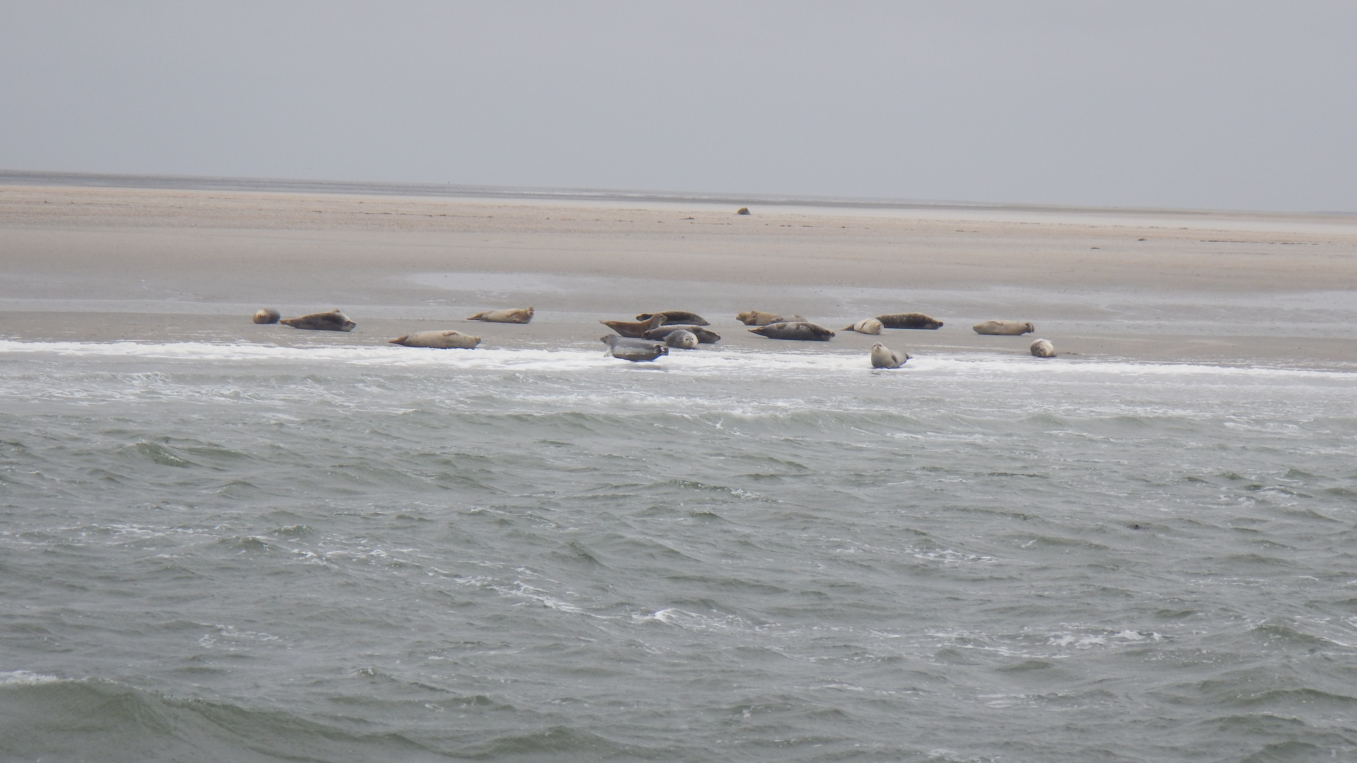 HWK Texel 2015 067.jpg